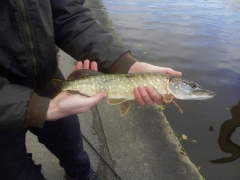3-rise-pike