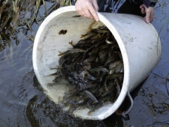 ea-stocking-barbel-in-myrtle-park