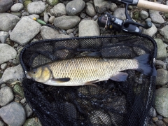 2015-08-13 Aire Chub East Riddlesden hall