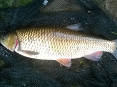 5lb12oz-Chub-Boston-Spa-Aug-2014