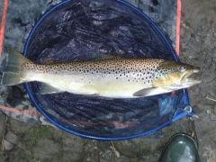 6lb10oz-Trout-River-Aire-Myrtle-Park-05-07-15
