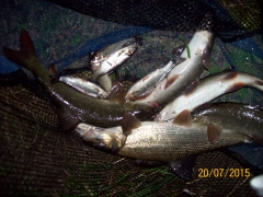 Aire Barbel and Silvers
