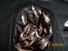 Carl Chadwick's net of Roach and Perch from Settler Dam (1)
