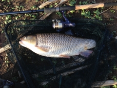 Chub-from-Goldsboro-Feb-14