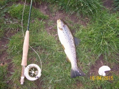 Myrtle Park Brown Trout