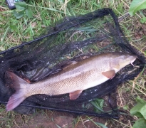 11lb2oz Barbel, River Wharfe, Boston Spa