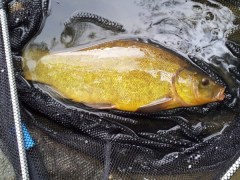 Coppice Pond Tench
