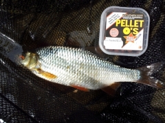 Coppice Pond Roach