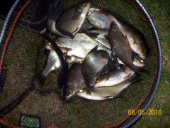 Skimmers, settler Dam, Bingley, Bingley Angling Club