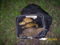 Tench and bream, Coppice Pond, Bingley, Bingley Angling Club