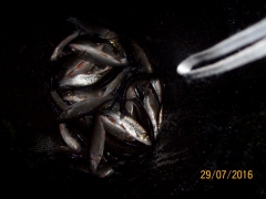 Chublets, River Aire, Bingley, Bingley Angling Club