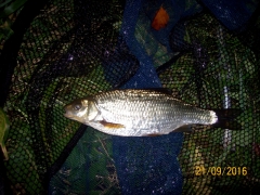 11 oz r.aire dace 2016