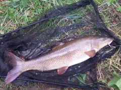 11lb2oz Barbel, River Wharfe, Boston Spa