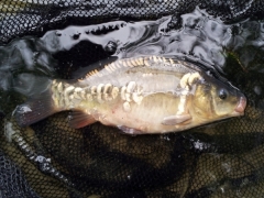 Coppice Pond Mirror Carp