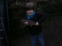 River Aire trout