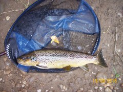 big trout 1 bingley 2016
