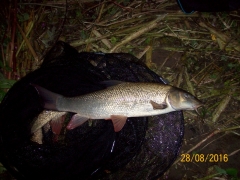 river aire barbel bingley 2016