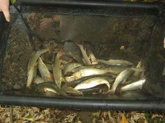 barbel-stocking2
