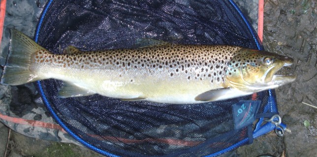 Brown trout from bingley angling club controlled stretch of the River Aire